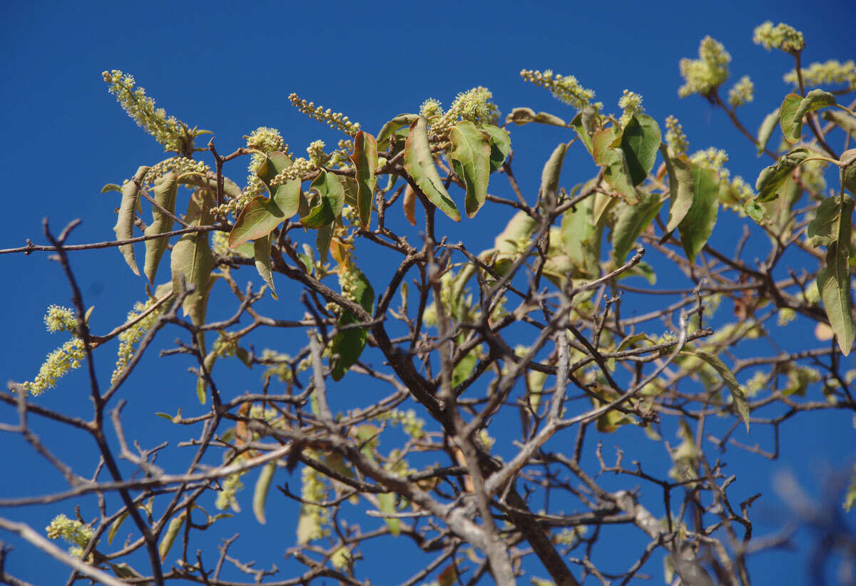 Image of Croton magneticus Airy Shaw