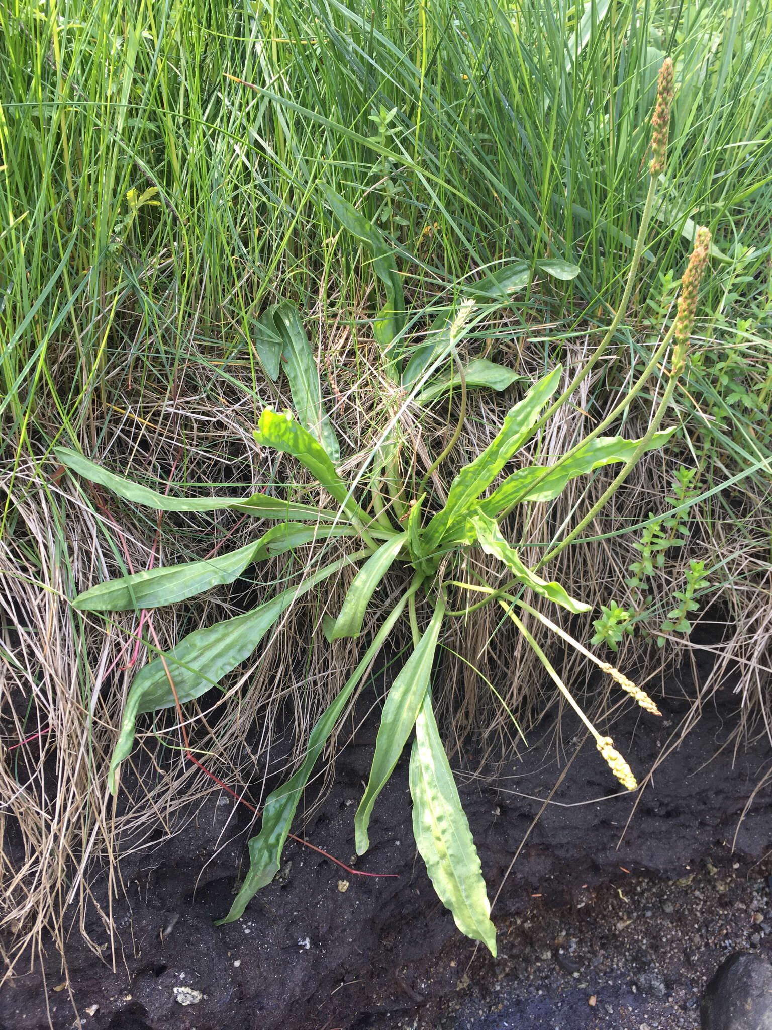 Plantago macrocarpa Cham. & Schltdl. resmi