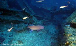 Image of Highfin coralgrouper