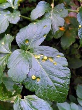 Image of Puccinia smyrnii Biv. 1816