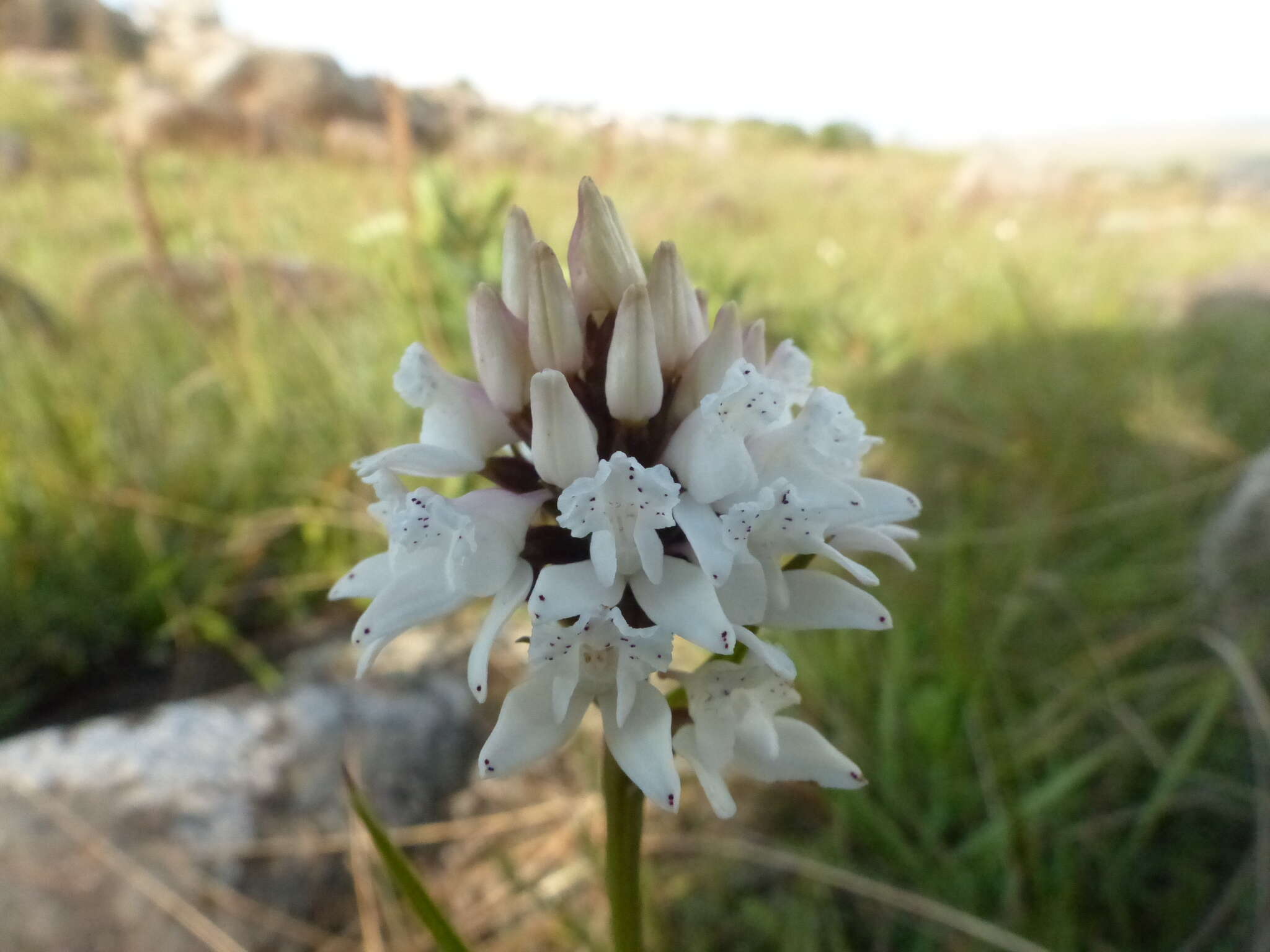 Image of Brownleea galpinii Bolus