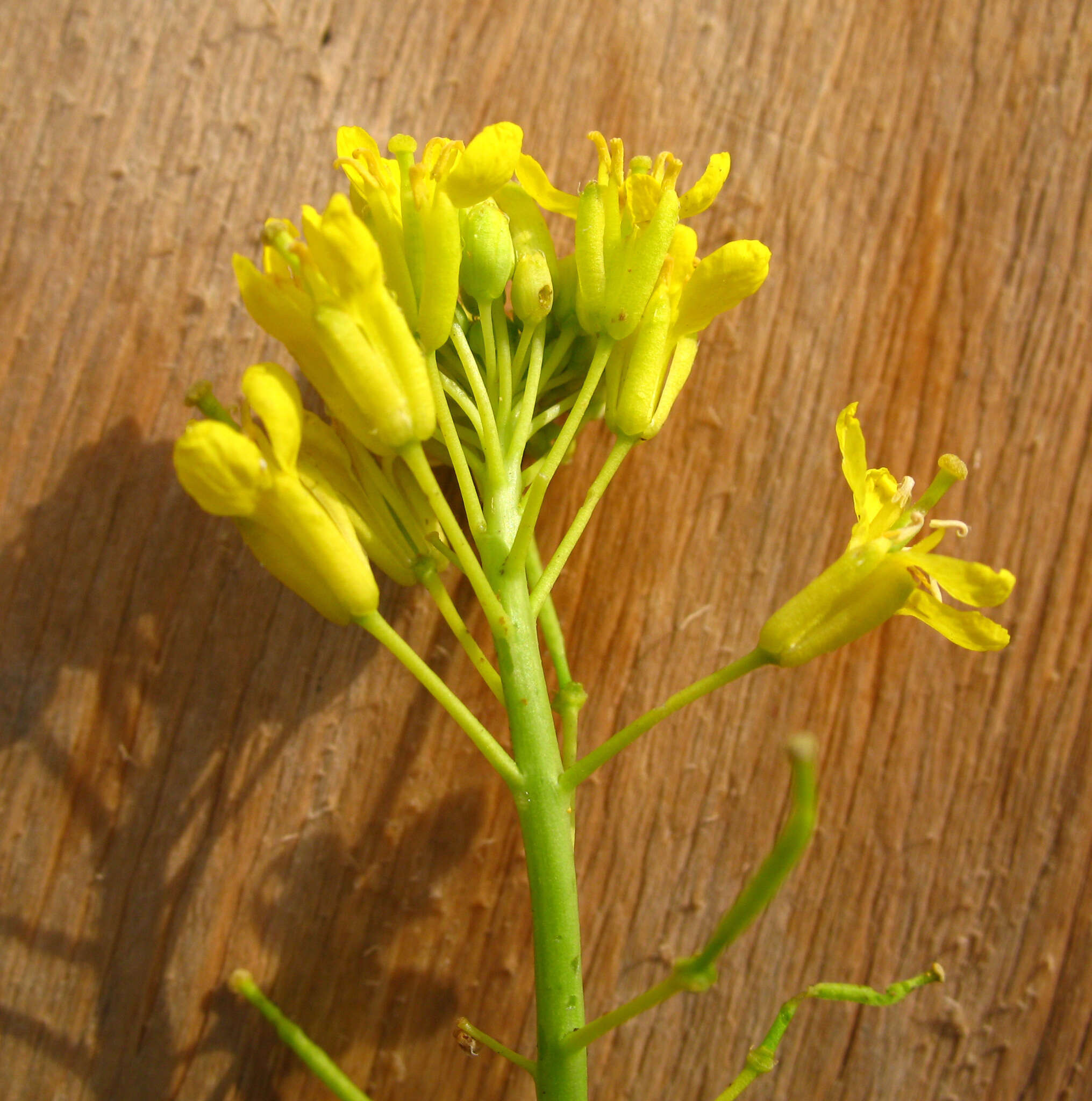 Image of Brassica elongata subsp. integrifolia (Boiss.) Breistr.