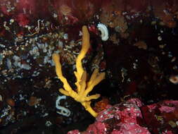 Image of ringed horny sponge