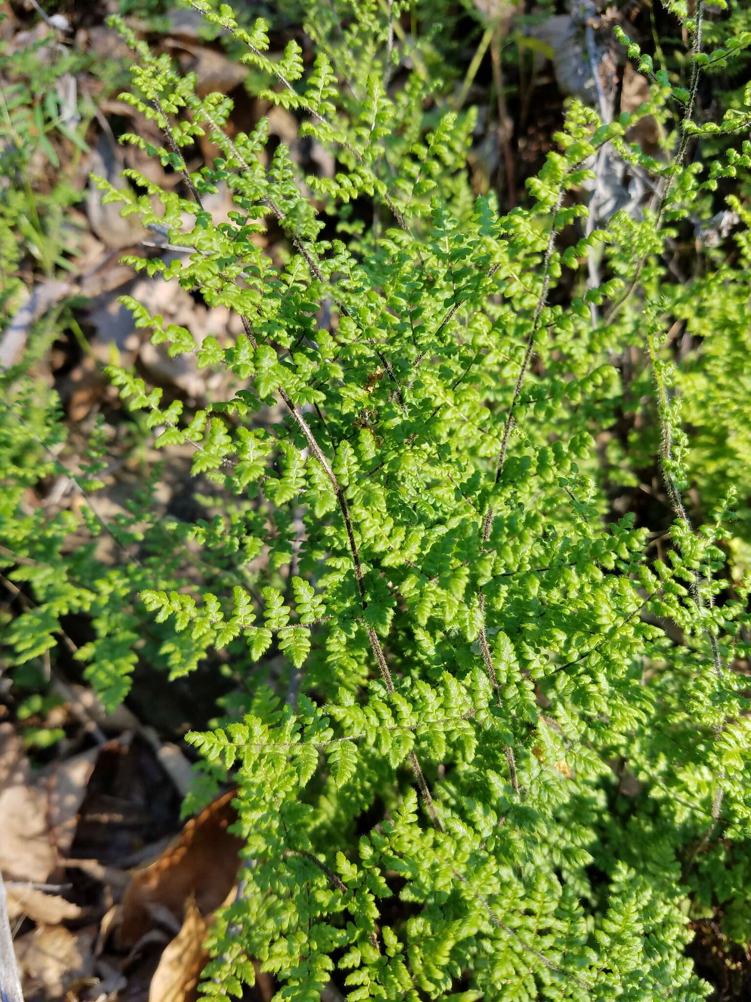 Imagem de Myriopteris lanosa (Michx.) Grusz & Windham