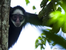 Image of White-cheeked Spider Monkey