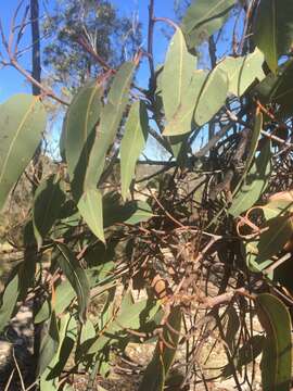 Imagem de Corymbia watsoniana subsp. watsoniana