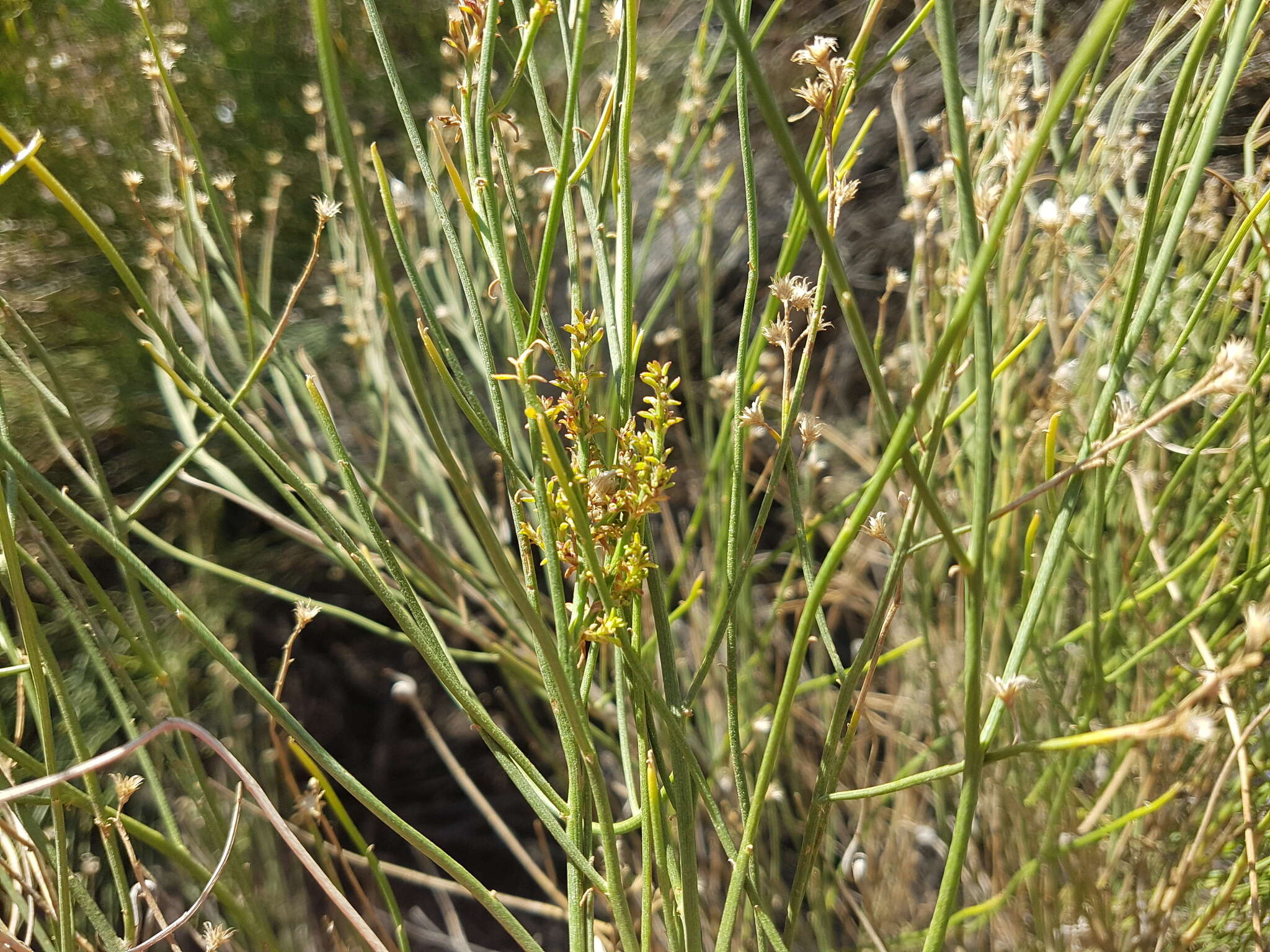 Imagem de Pseudobaccharis spartioides (Hook. & Arn.) Cabrera