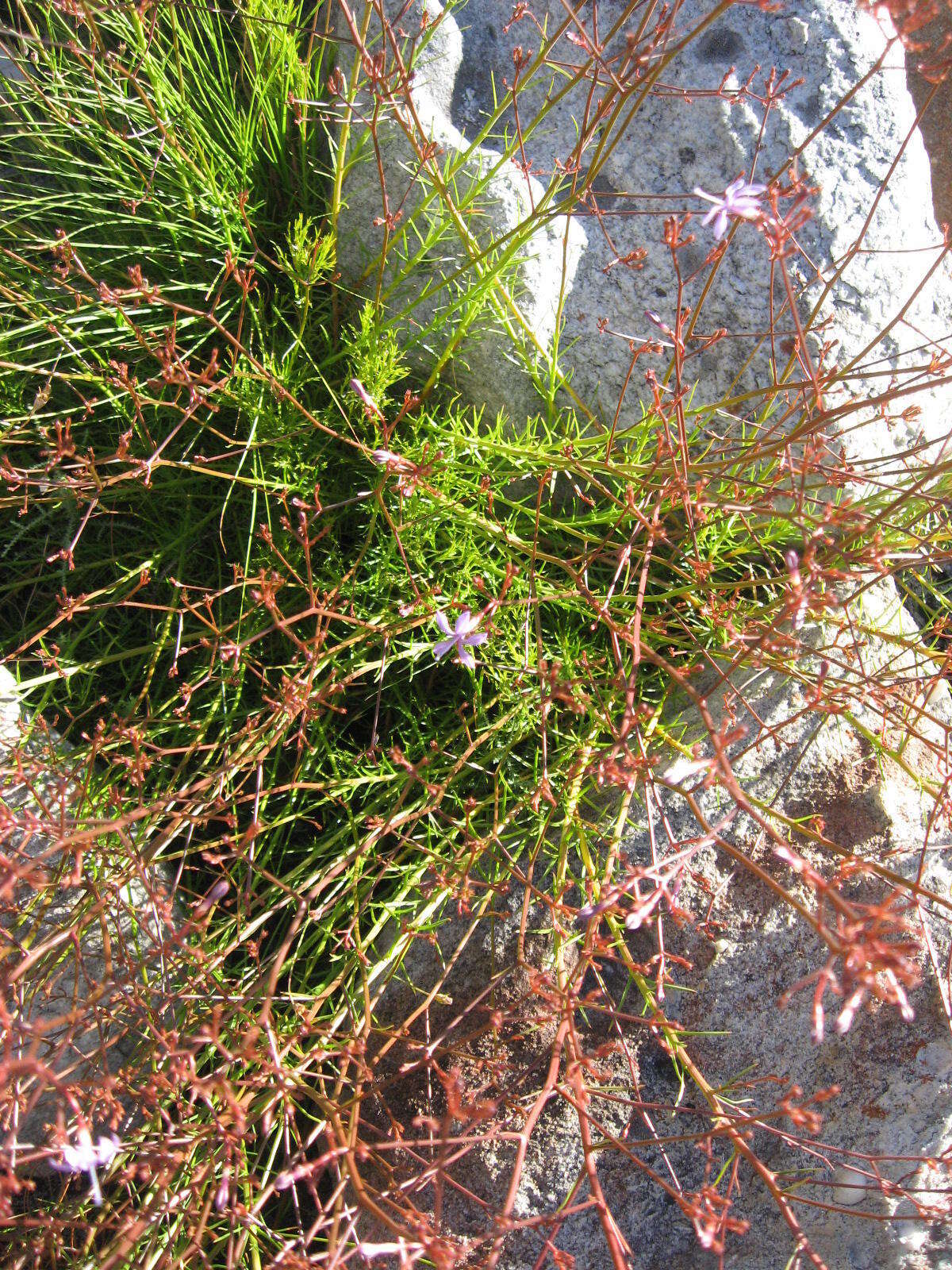 Image of Prismatocarpus diffusus (L. fil.) A. DC.