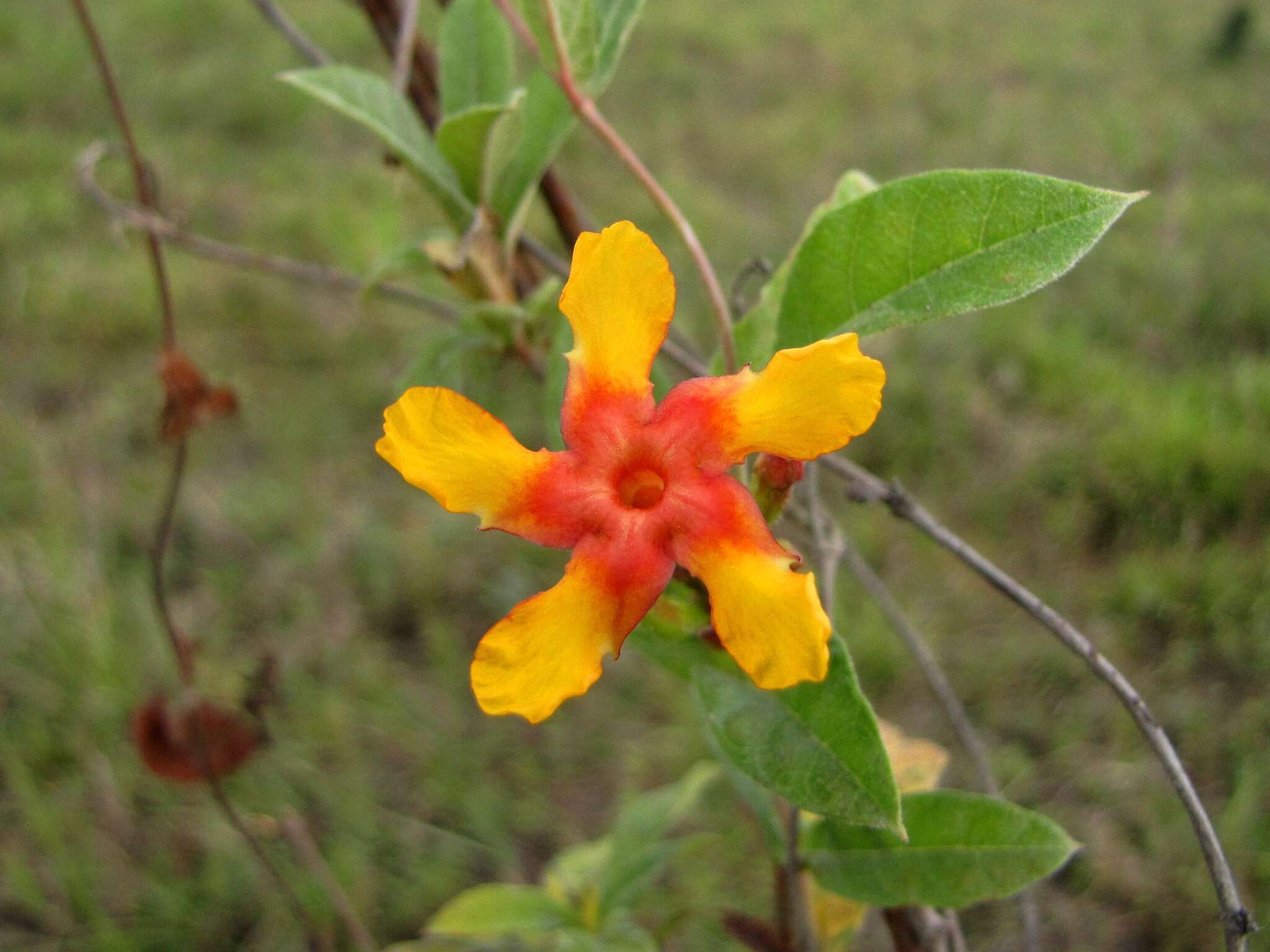 Imagem de Mandevilla subsagittata (Ruiz & Pav.) R. E. Woodson