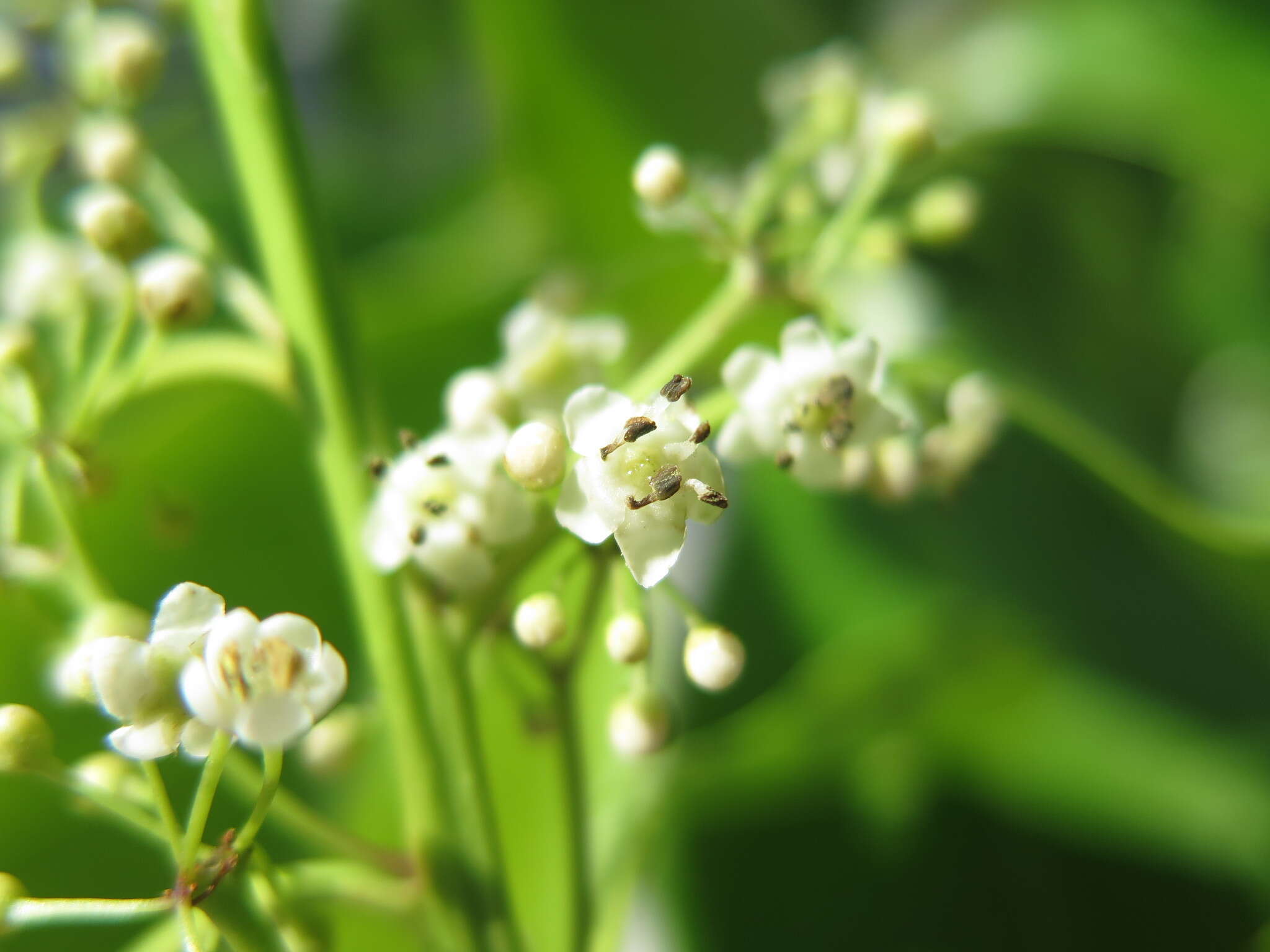 Image de Ilex suaveolens (H. Lév.) Loes.