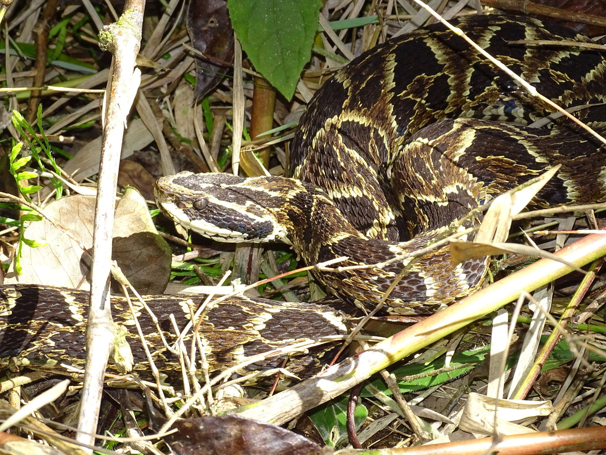 Слика од Bothrops fonsecai Hoge & Belluomini 1959