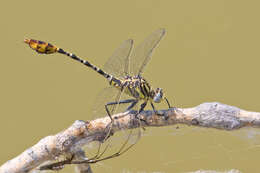 Image of Dromogomphus spoliatus (Hagen ex Selys 1858)