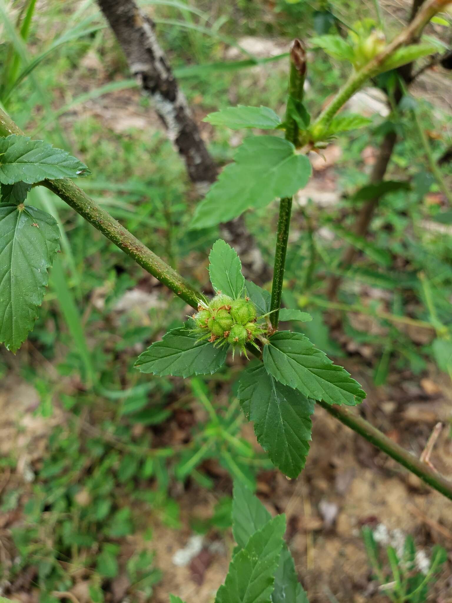 野路葵的圖片