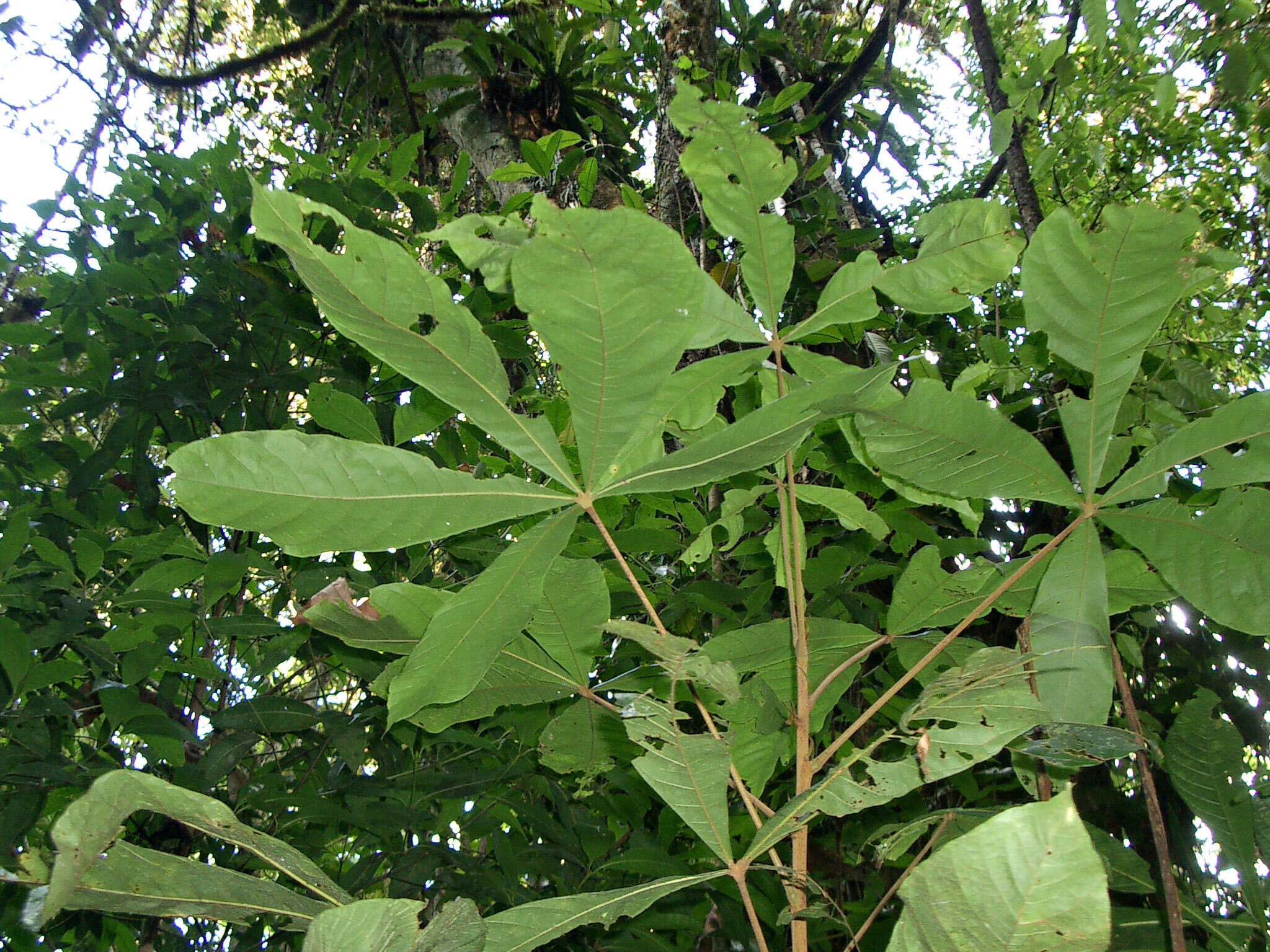 Слика од Herrania purpurea (Pittier) R. E. Schult.