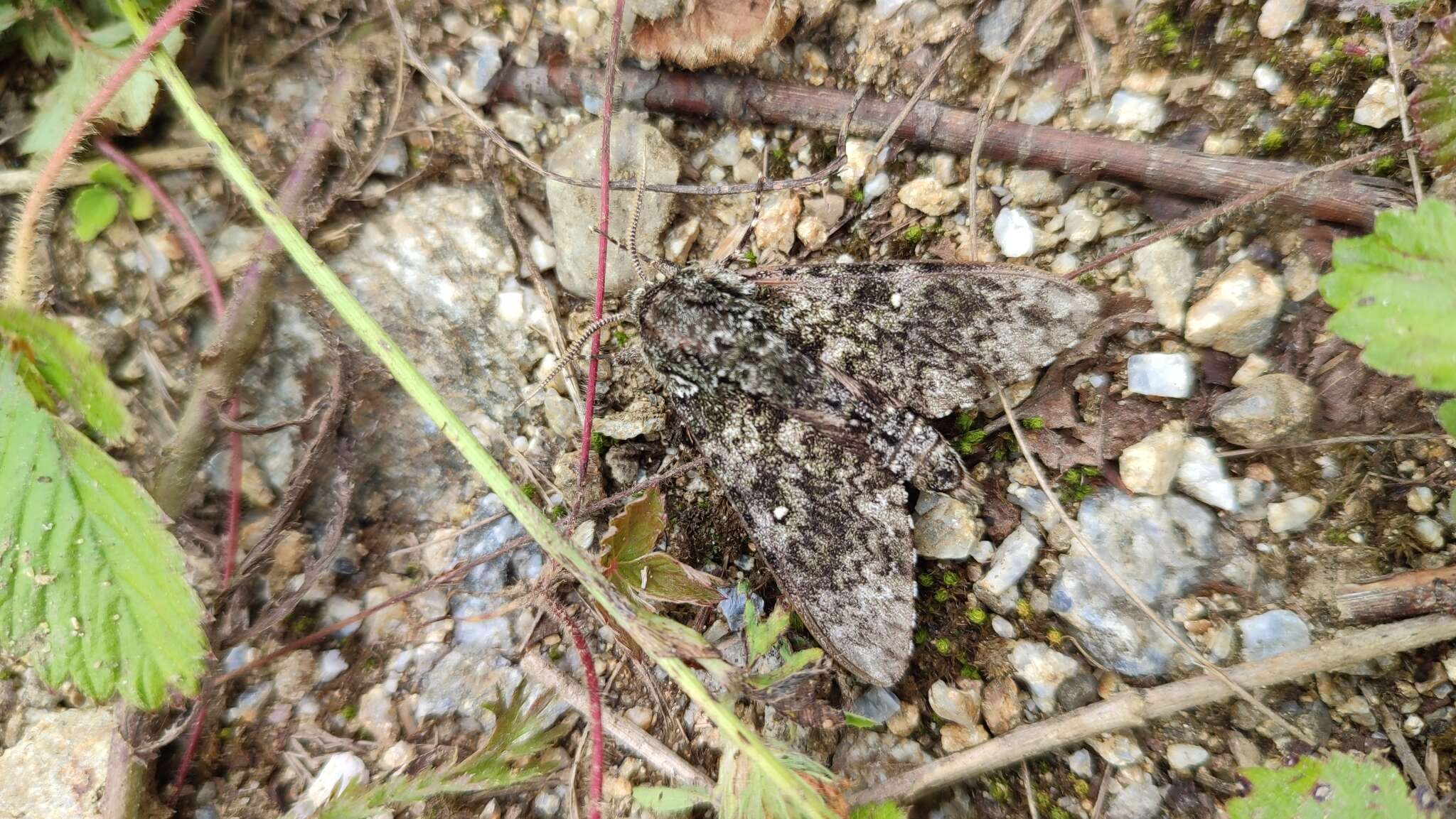 Image of Dolbina exacta Staudinger 1892