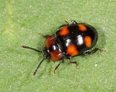 Слика од Mycetina perpulchra (Newman 1838)