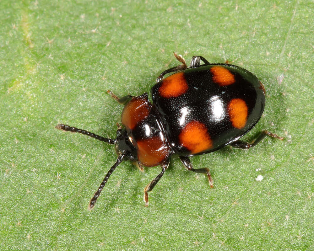 Слика од Mycetina perpulchra (Newman 1838)