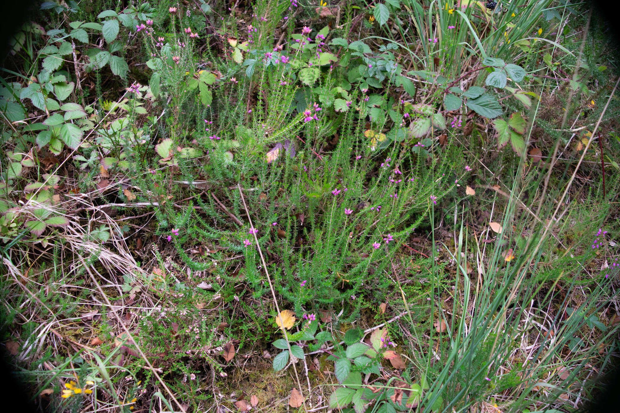 Image of Bell Heather