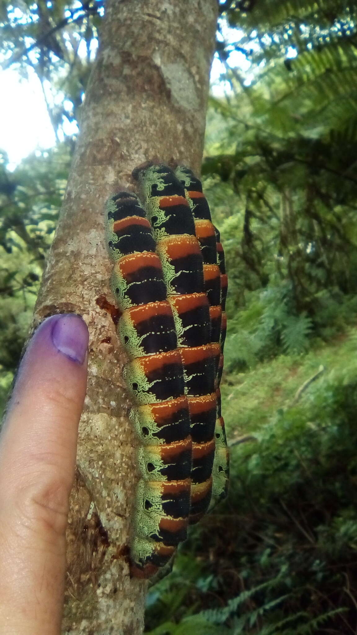 Image of Giant Silk Moth