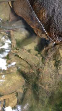 Image of freshwater eels