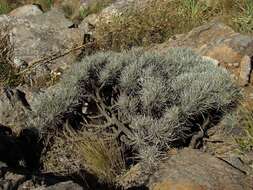 Image of Plantago bismarckii Nederl.