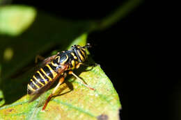 Image of Eastern Hornet Fly