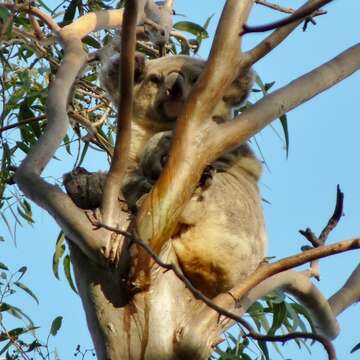 Image of koalas