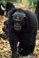 Image of Eastern Chimpanzee