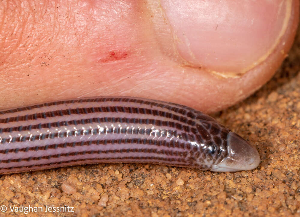 Image of Cregoe's Legless Skink