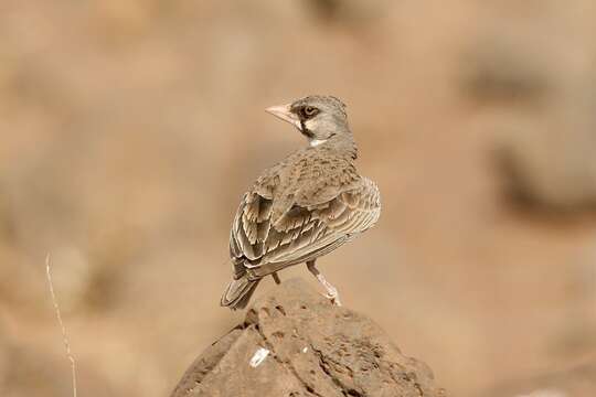 Image of Masked Lark