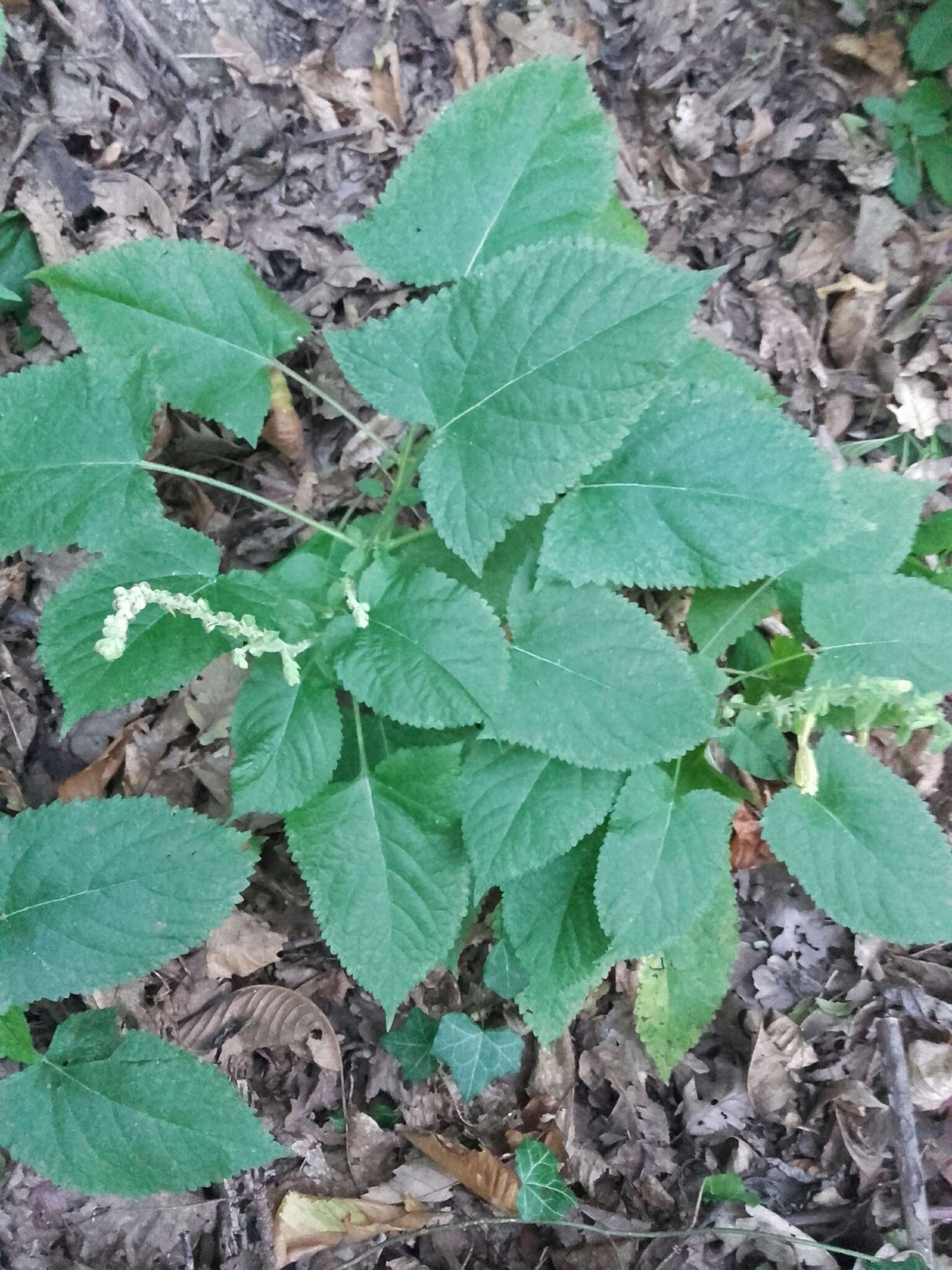 Imagem de Salvia glutinosa L.