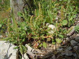 Plancia ëd Rumex bucephalophorus L.