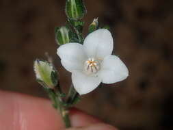 Cyanothamnus coerulescens subsp. spinescens (Benth.) Duretto & Heslewood的圖片