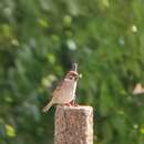 Plancia ëd Trichomonas gallinae