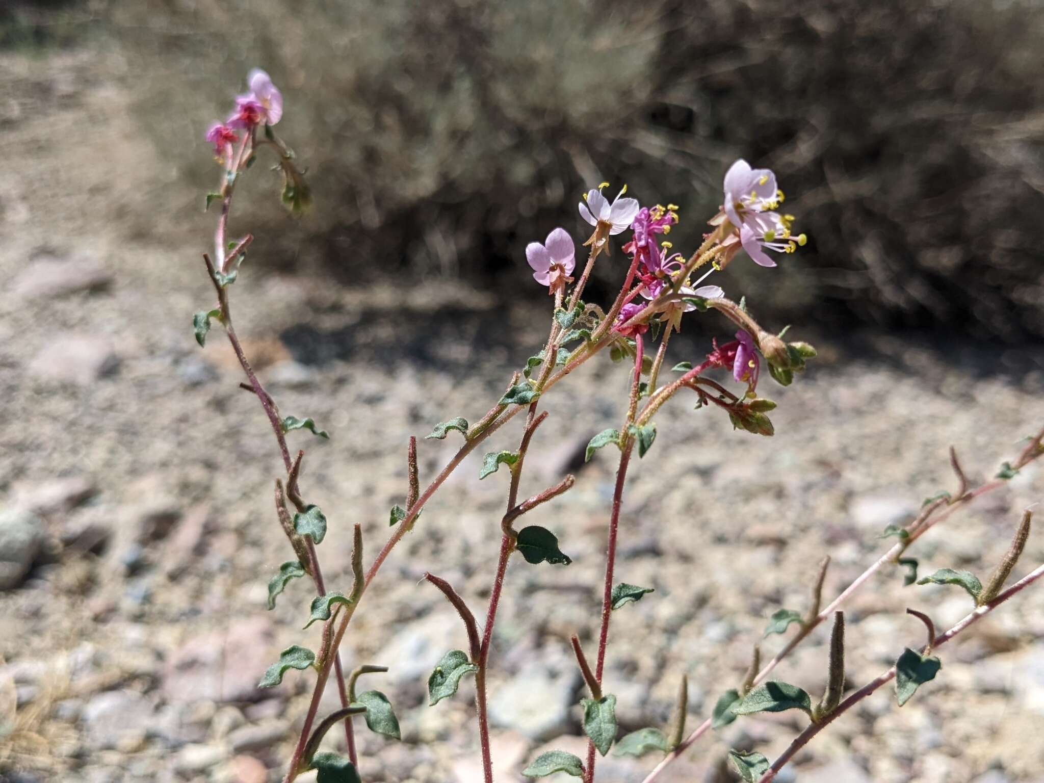 Image of Booth's evening primrose