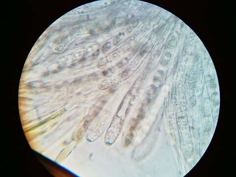 Image of Velutarina rufo-olivacea (Alb. & Schwein.) Korf 1971