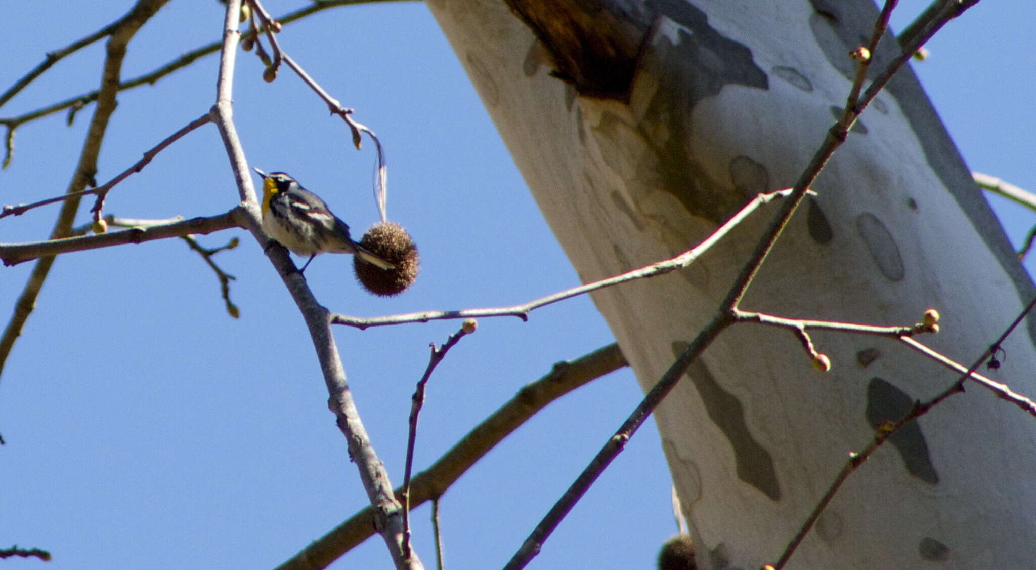 Image of Yellow-throated Warbler