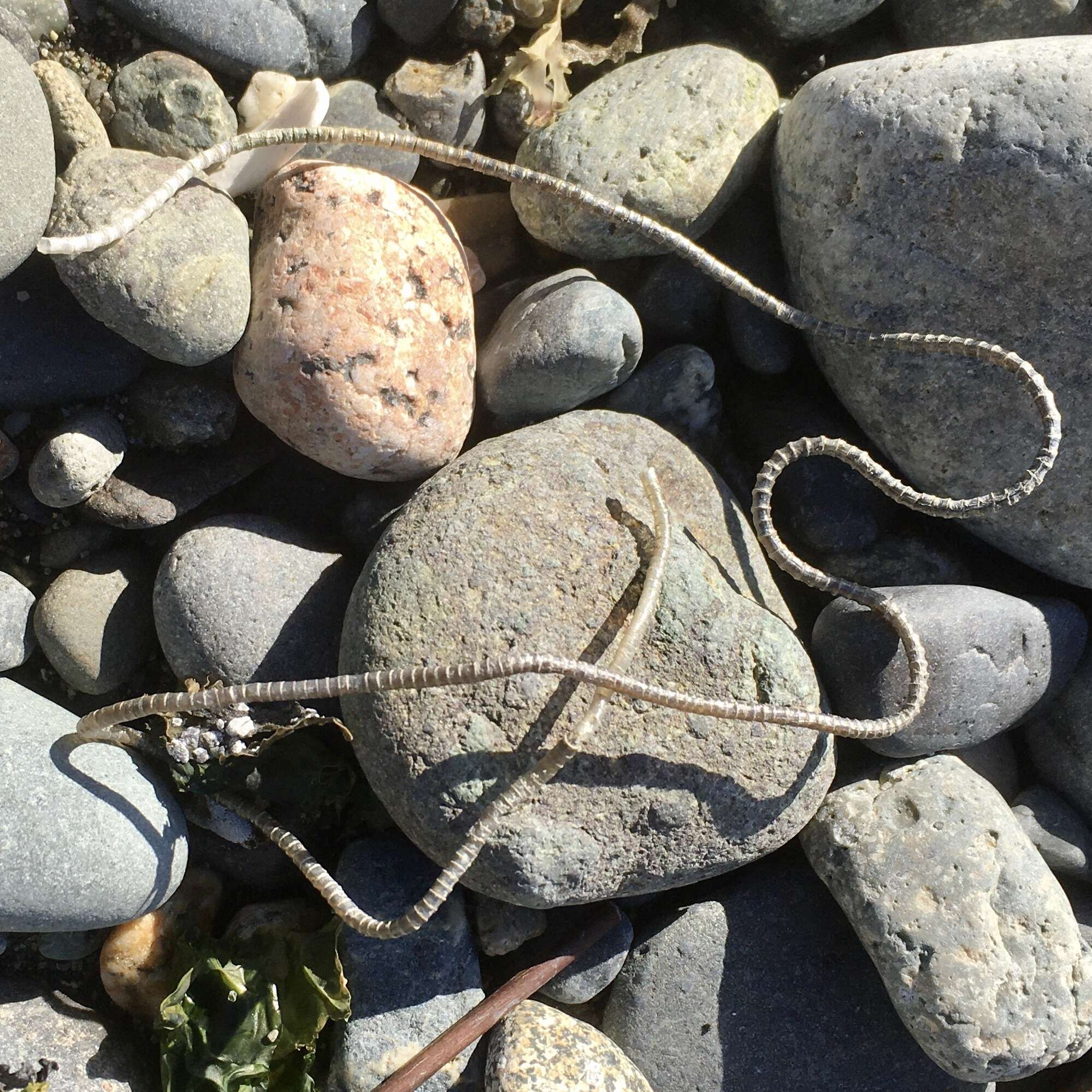 Image of glassy tubeworm