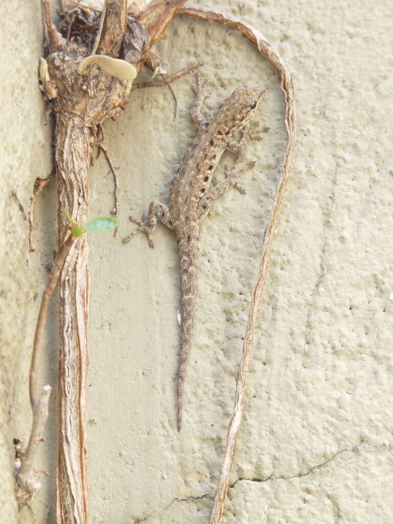 Image of Stevenson's Dwarf Gecko