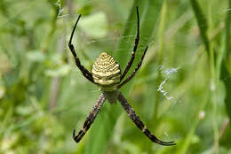 Image of Oval St Andrew's Cross Spider