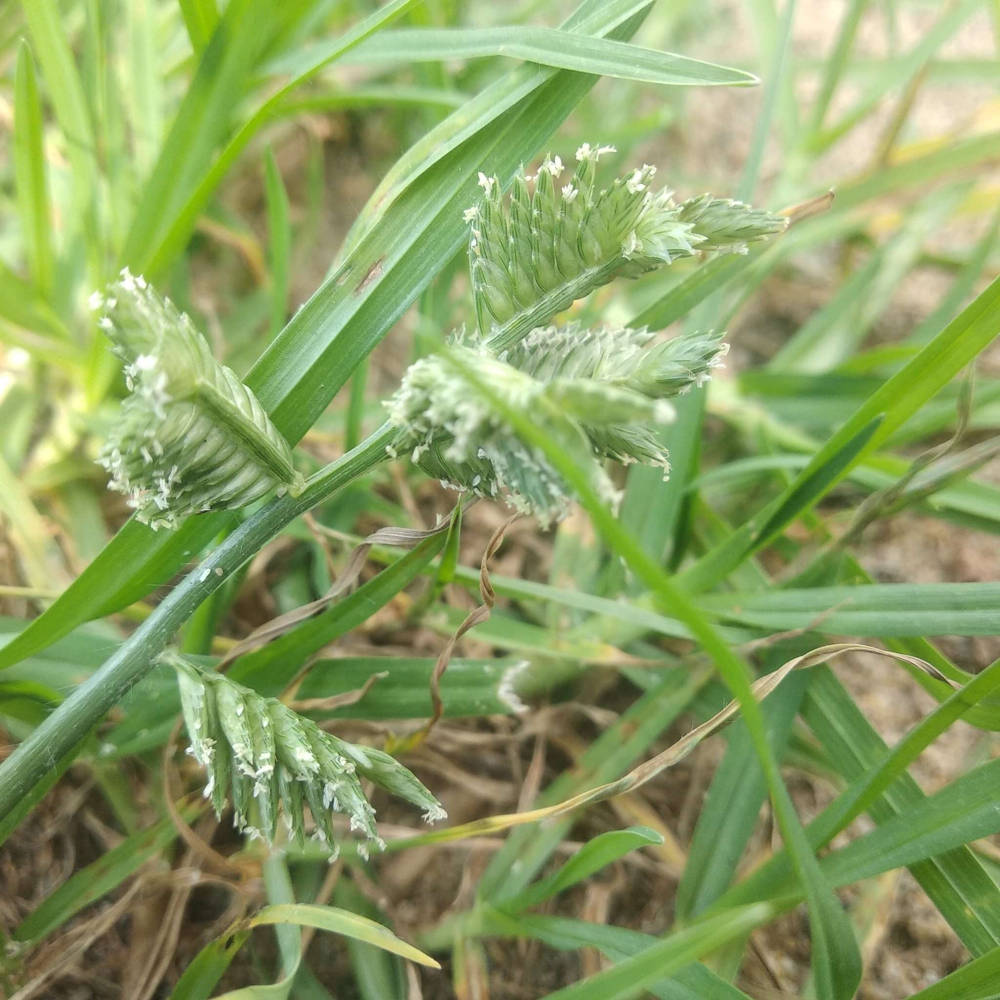 Image of Eleusine multiflora Hochst. ex A. Rich.