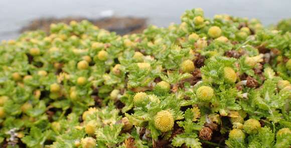 Image of Leptinella lanata Hook. fil.