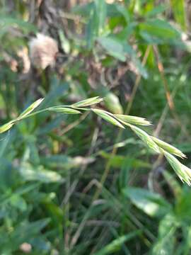 Elymus fibrosus (Schrenk) Tzvelev的圖片