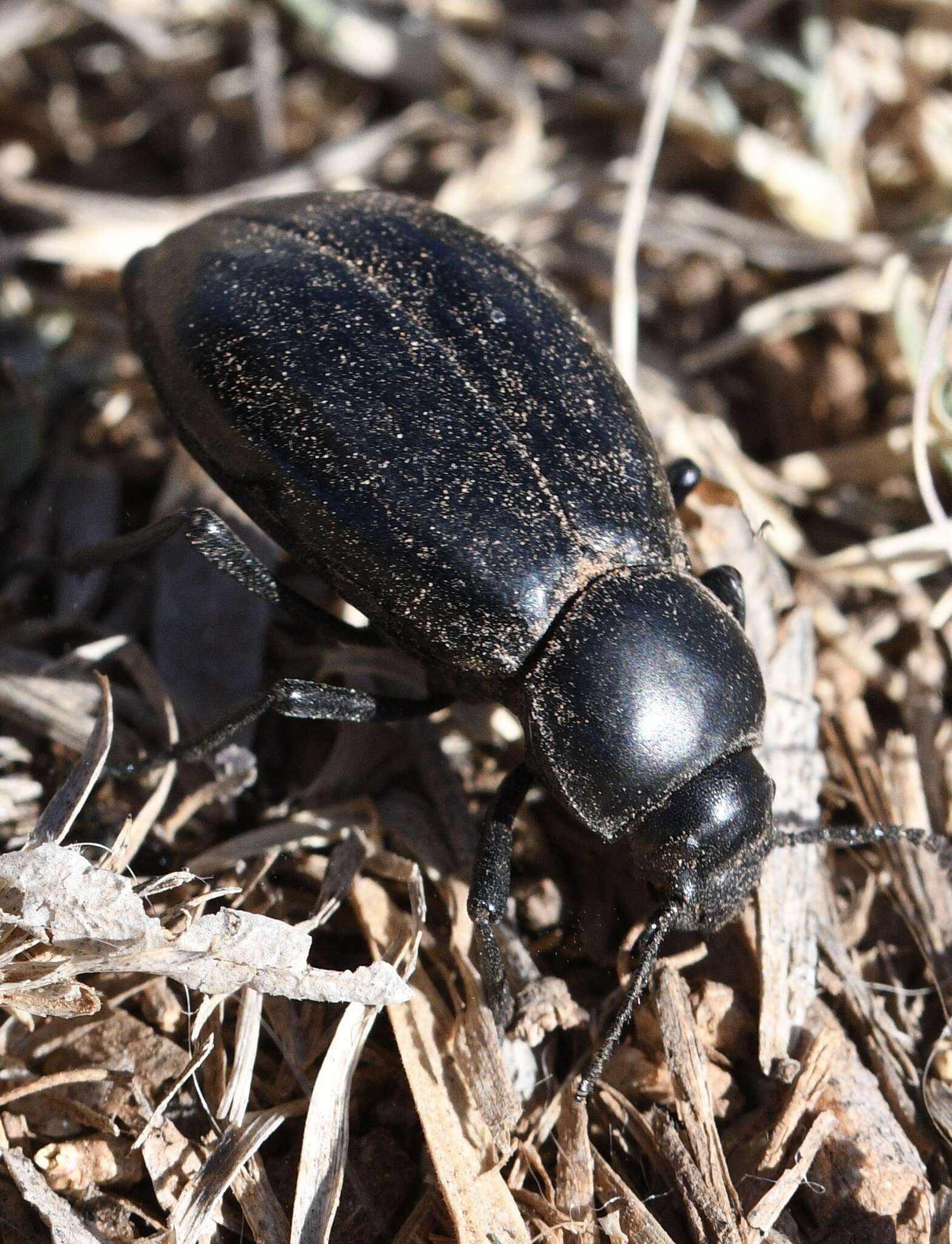 Image of Stenomorpha (Stenomorpha) convexicollis (Le Conte 1854)