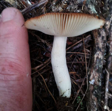 Image of Russula acrolamellata McNabb 1973