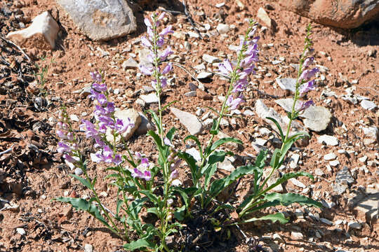 Image of southwestern beardtongue