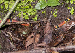 Image of Nayarit Coral Snake