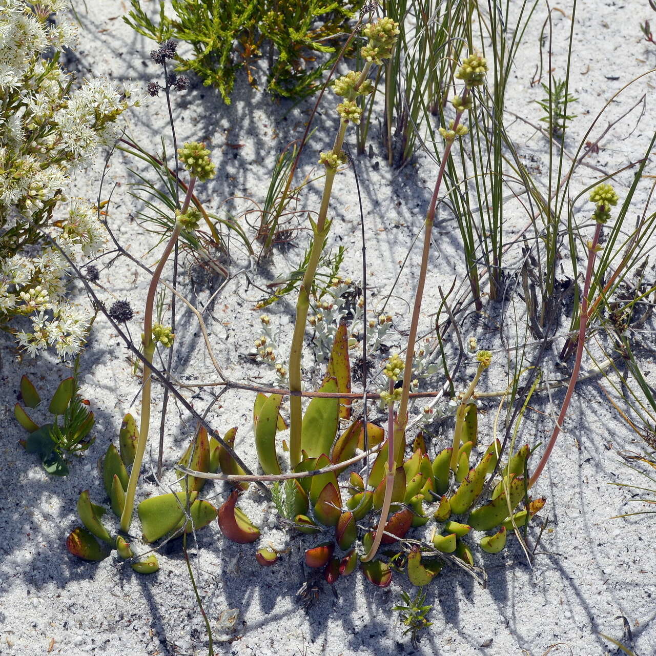 Image of Redleaf crassula