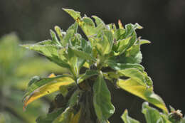 Image de Scalesia affinis Hook. fil.