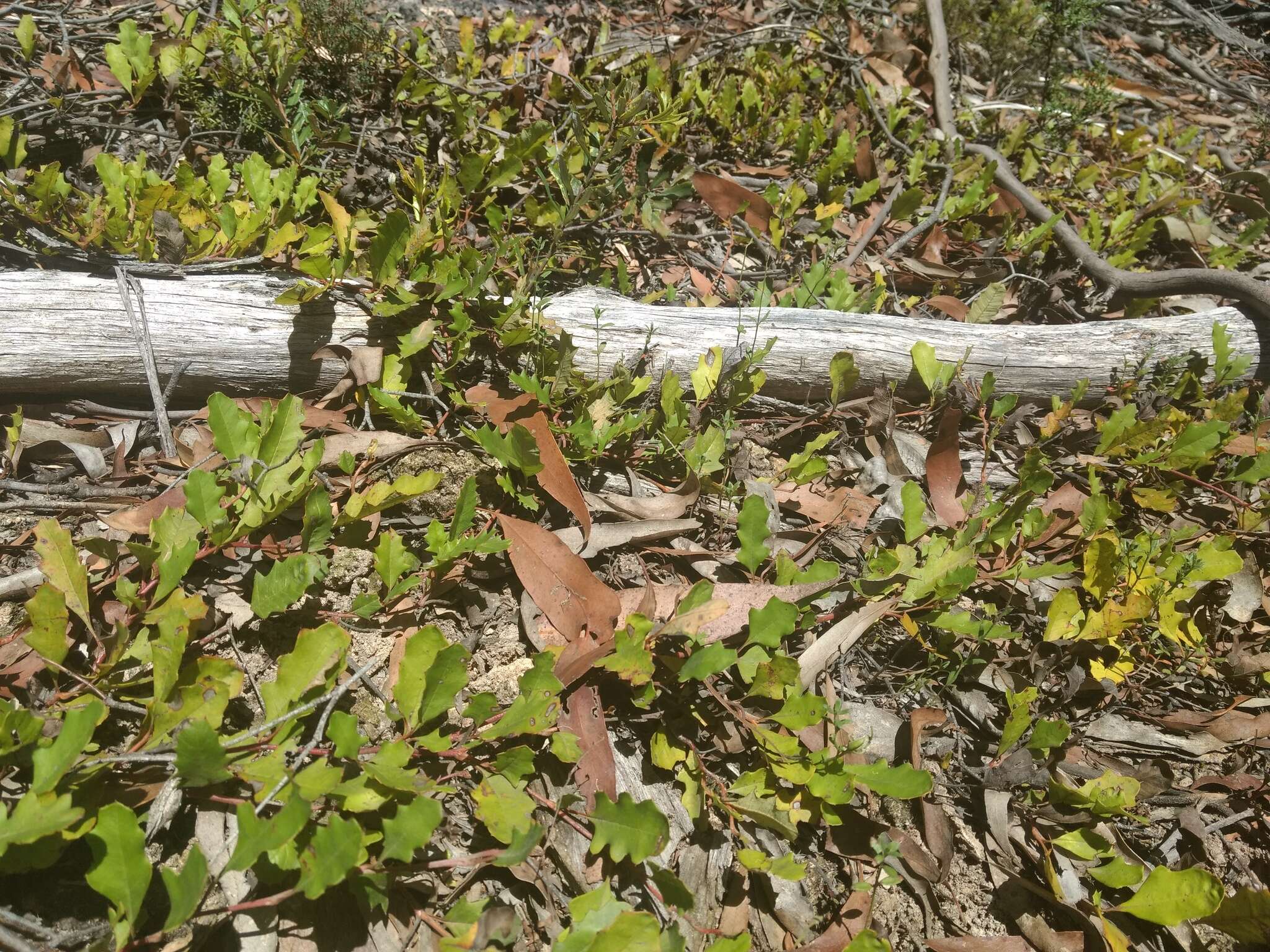 Image of Grevillea repens F. Müll.